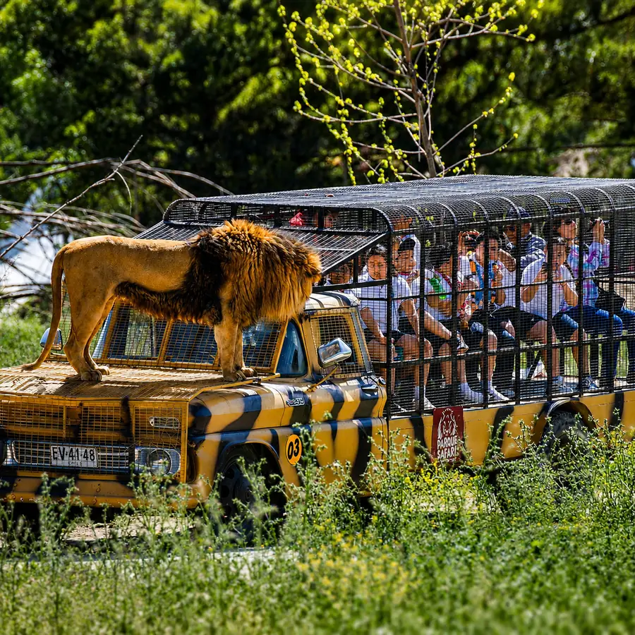 Safari de Rancagua, animales en su h&aacute;bitat